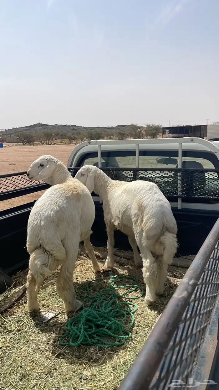 ذبائح حري 7