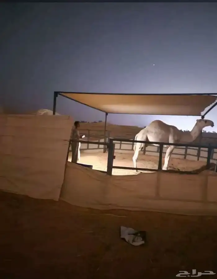 مضلاة ابل جميع المقاسات 6