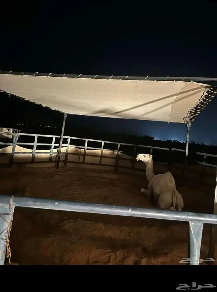 مضلاة ابل جميع المقاسات 4