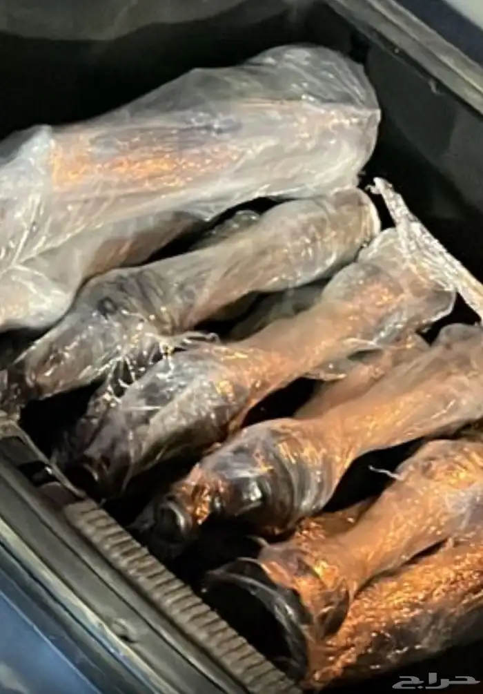 عكوس اودي واود 0