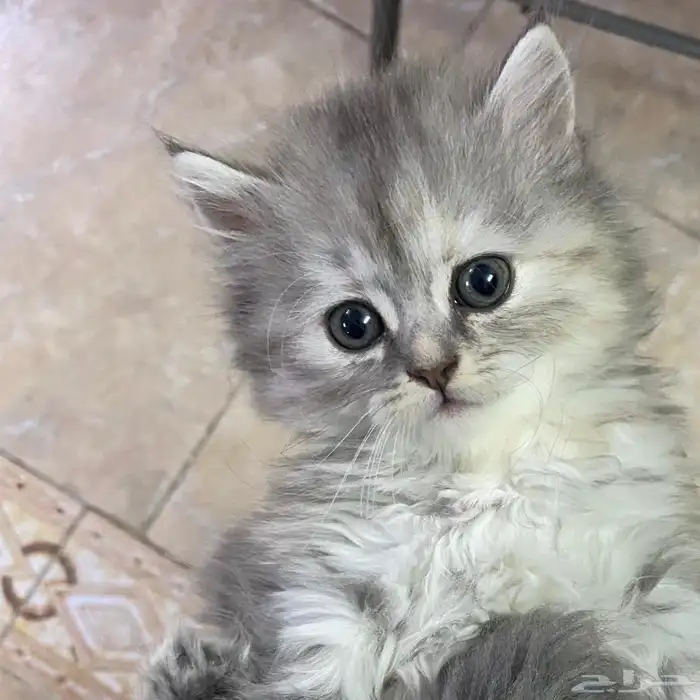 قطط سكوتش لونق هير 1