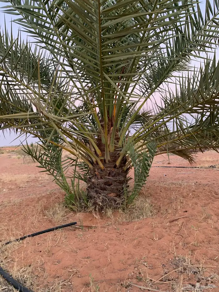 حلوه فنخاء خلاص برحي 14