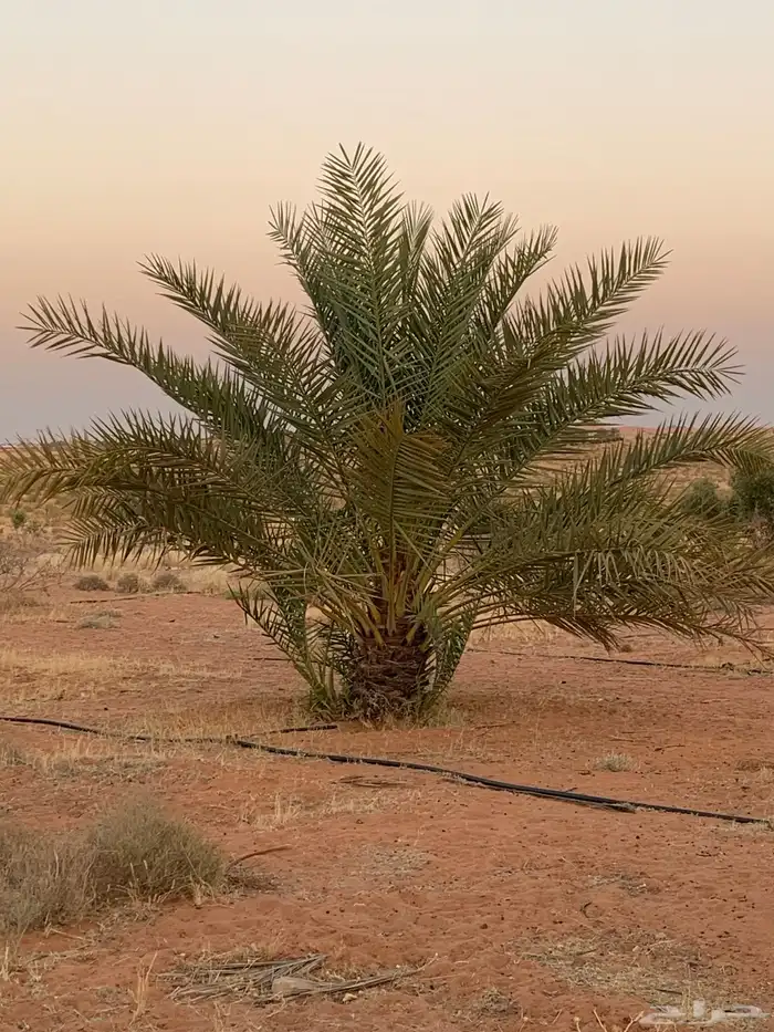 حلوه فنخاء خلاص برحي 6