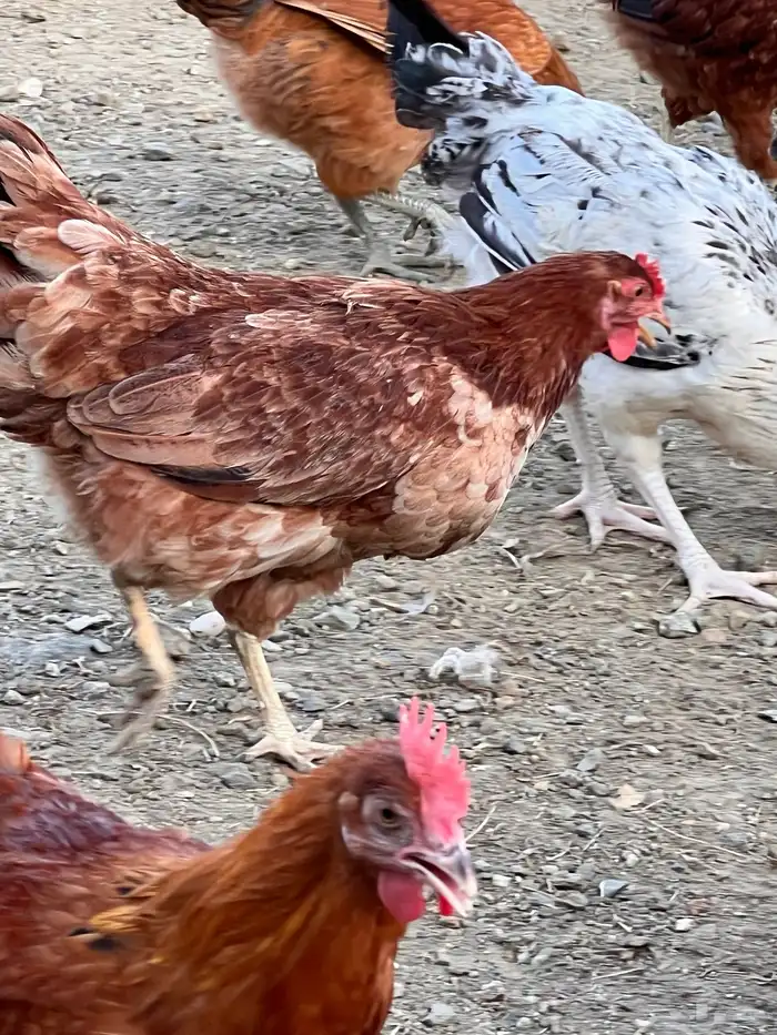 للبيع دجاج فرنسي احمر وابيض 2