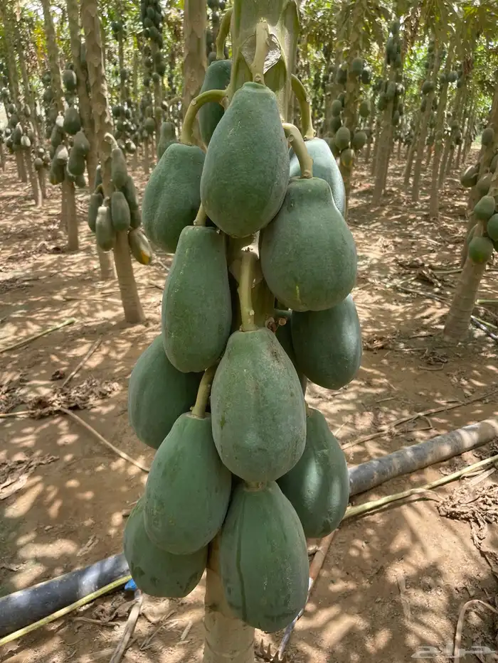 ثمار بابيا - عنبروت -العنب مانجو 0