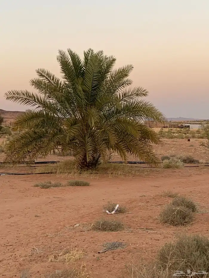 حلوه فنخاء خلاص برحي 8
