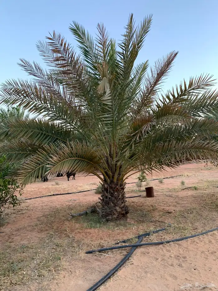 حلوه فنخاء خلاص برحي 9