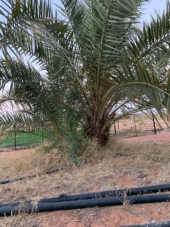 حلوه فنخاء خلاص برحي 13