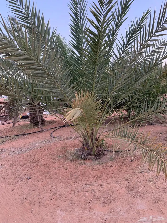 حلوه فنخاء خلاص برحي 10