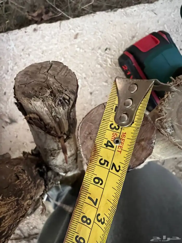 مجاثم ببغاء مجثم طبيعي للانتاج 2