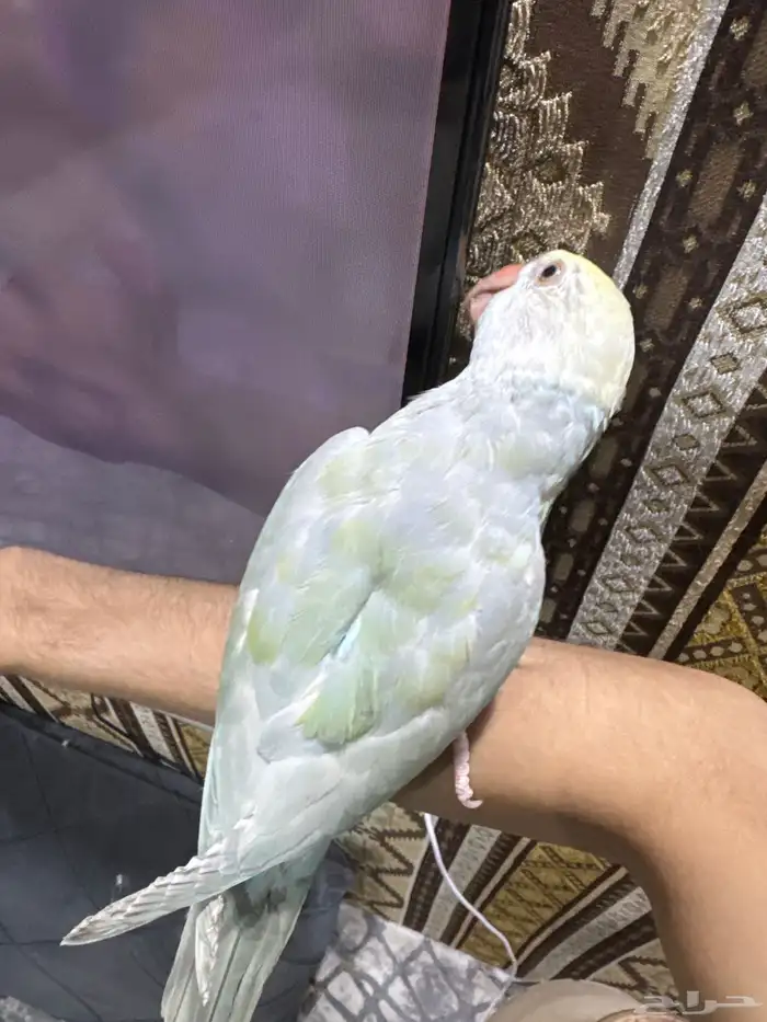 ببغاء الدرة ازرق فاتح طفرة تم البيع 27