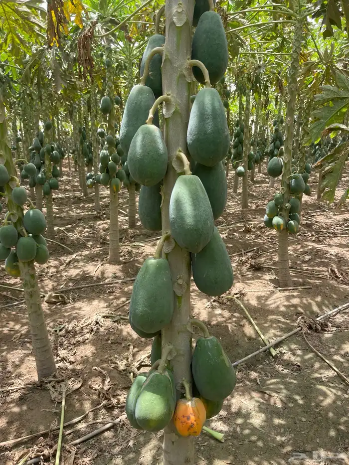 ثمار بابيا - عنبروت -العنب مانجو 6