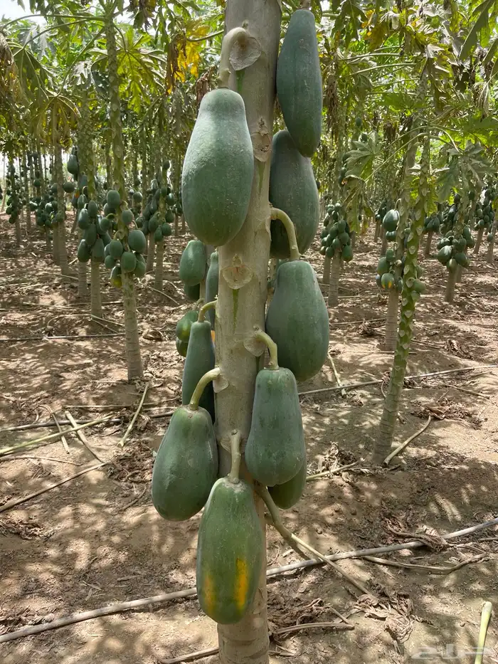 ثمار بابيا - عنبروت -العنب مانجو 2