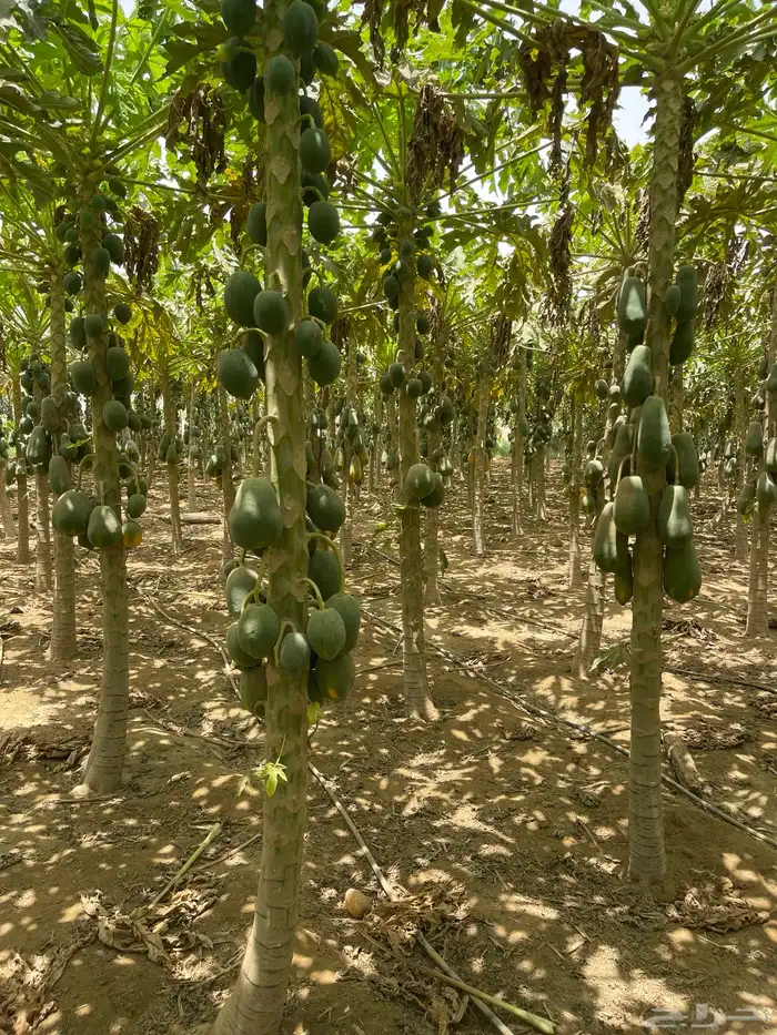 ثمار بابيا - عنبروت -العنب مانجو 1