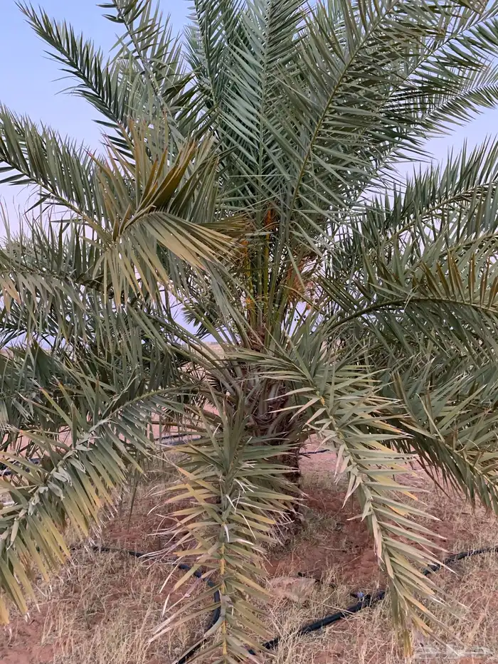 حلوه فنخاء خلاص برحي 12