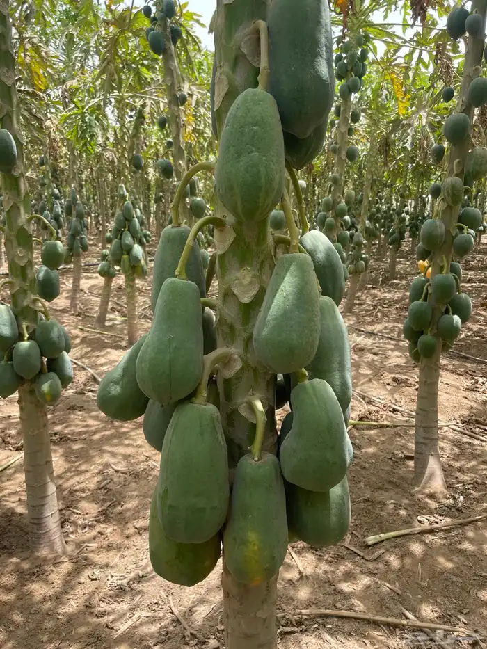 ثمار بابيا - عنبروت -العنب مانجو 3