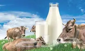 يوجد حليب بقر طازج اللتر 5  وللكميات فيه سعر خاص 0