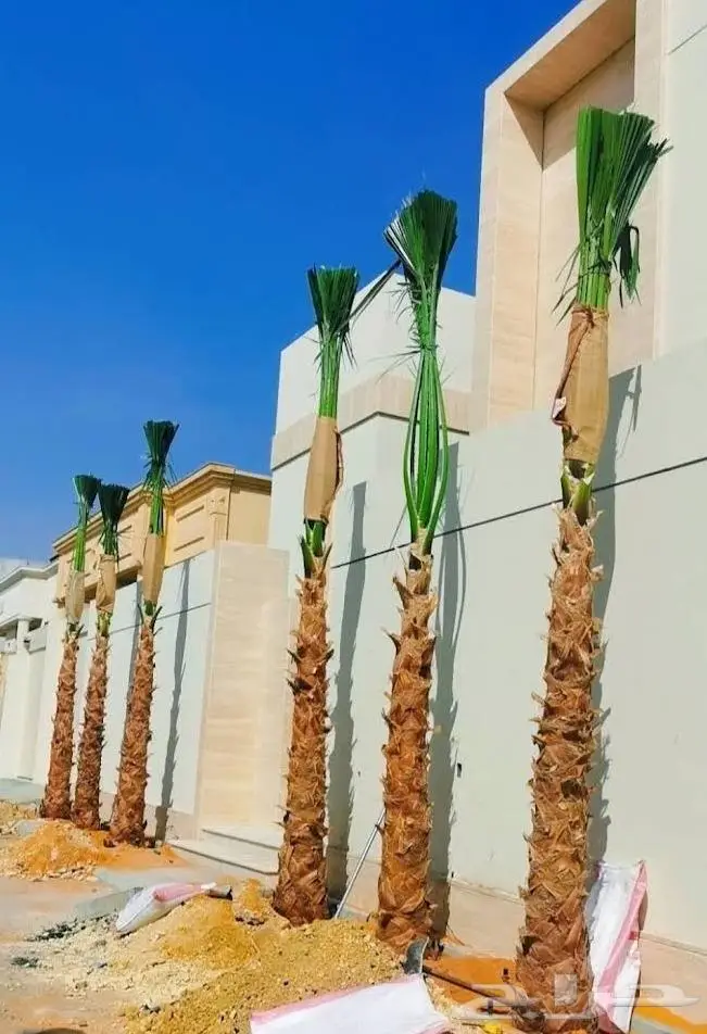 نخل واشنطن زينه امريكي ابو مروحه 8