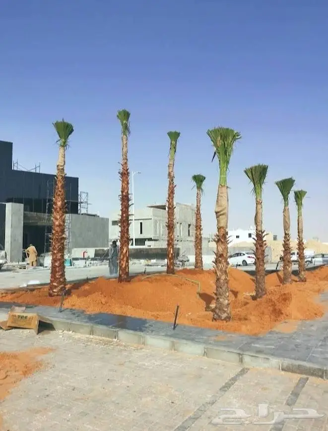 نخل واشنطن زينه امريكي ابو مروحه 7