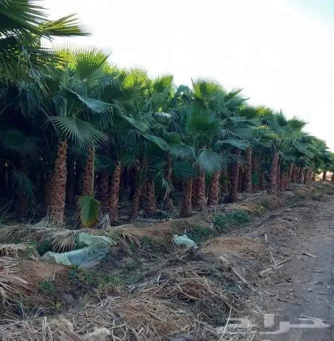 نخل واشنطن زينه امريكي ابو مروحه 4