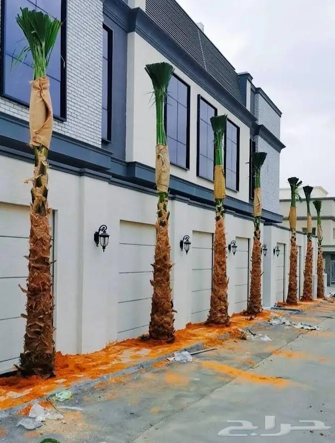 نخل واشنطن زينه امريكي ابو مروحه 11