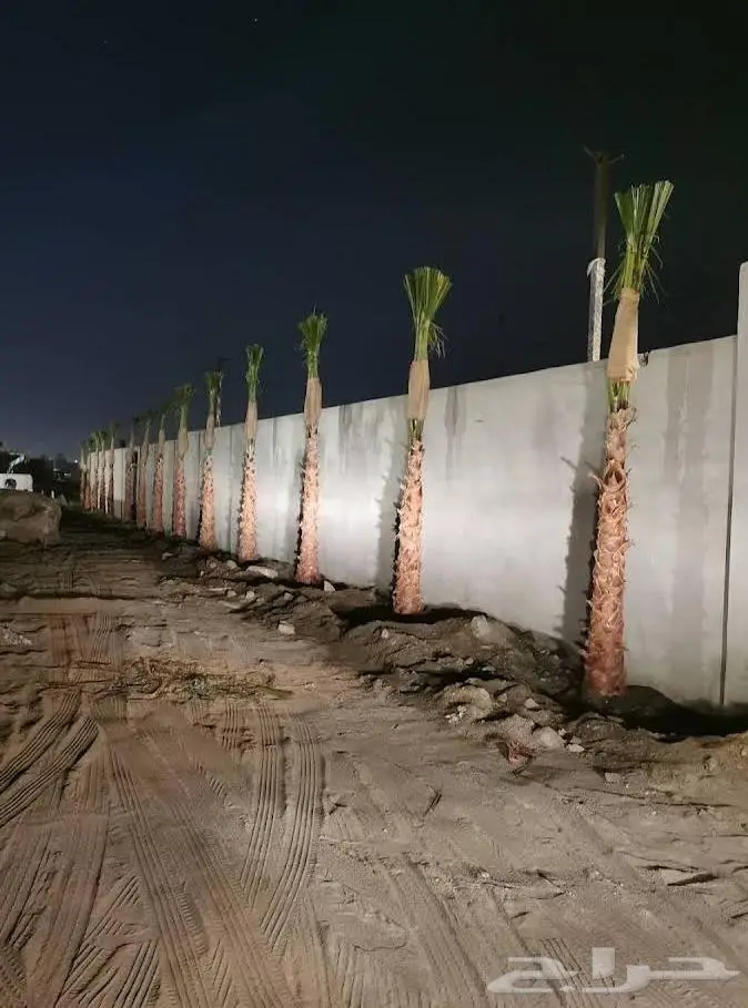 نخل واشنطن زينه امريكي ابو مروحه 3