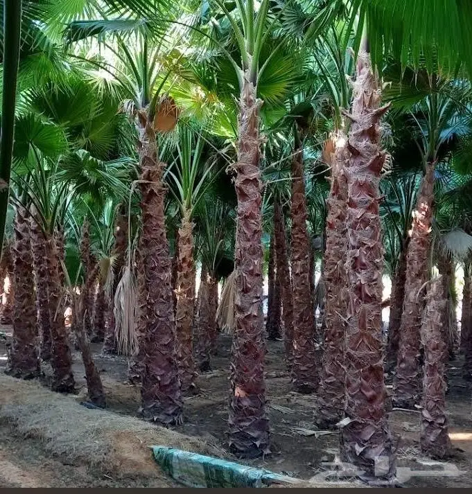 نخل واشنطن زينه امريكي ابو مروحه 12