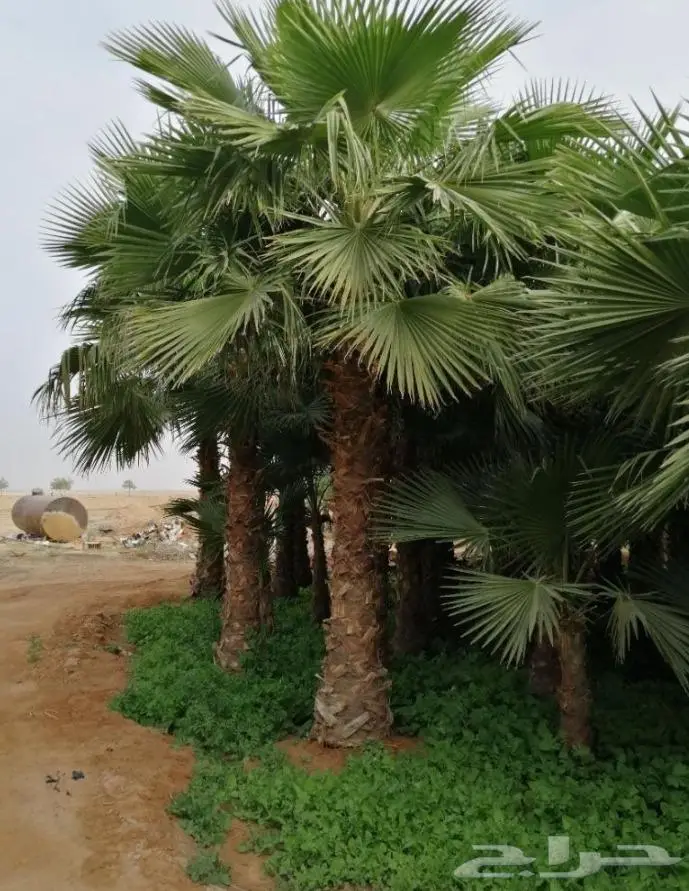 نخل واشنطن زينه امريكي ابو مروحه 13