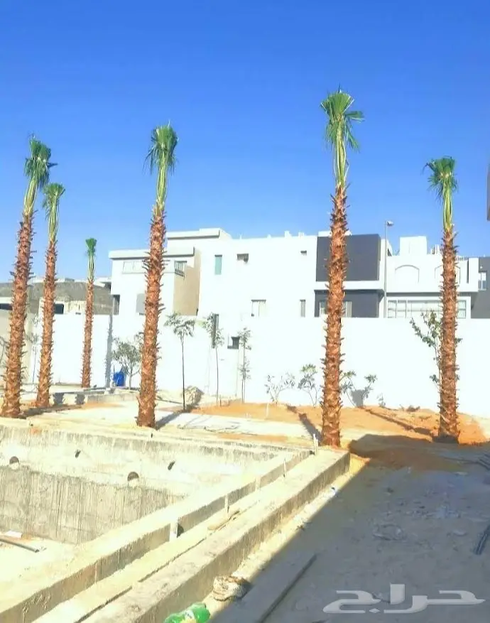 نخل واشنطن زينه امريكي ابو مروحه 2