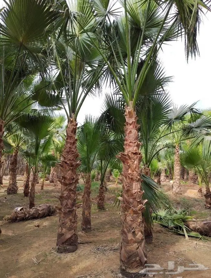 نخل واشنطن زينه امريكي ابو مروحه 14