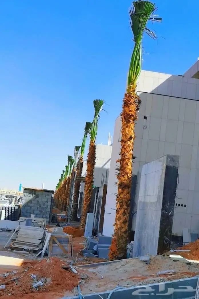 نخل واشنطن زينه امريكي ابو مروحه 9