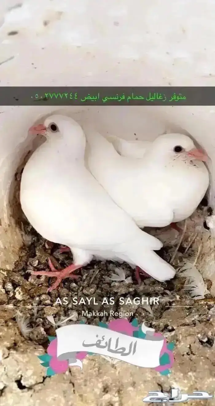 زغاليل حمام فرنسي بط ديوك دجاج سمان بيض 2