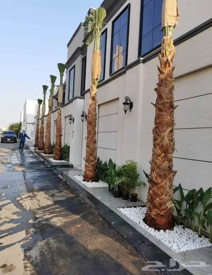 نخل واشنطن زينه امريكي ابو مروحه 10