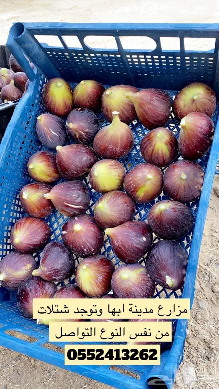 شتلات تين العبيد غزيرة الإنتاج 0