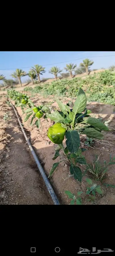 مزرعه للبيع بعشيره في مدينة الطايف 4