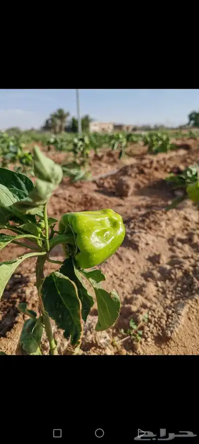 مزرعه للبيع بعشيره في مدينة الطايف 3