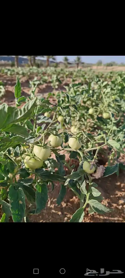 مزرعه للبيع بعشيره في مدينة الطايف 2