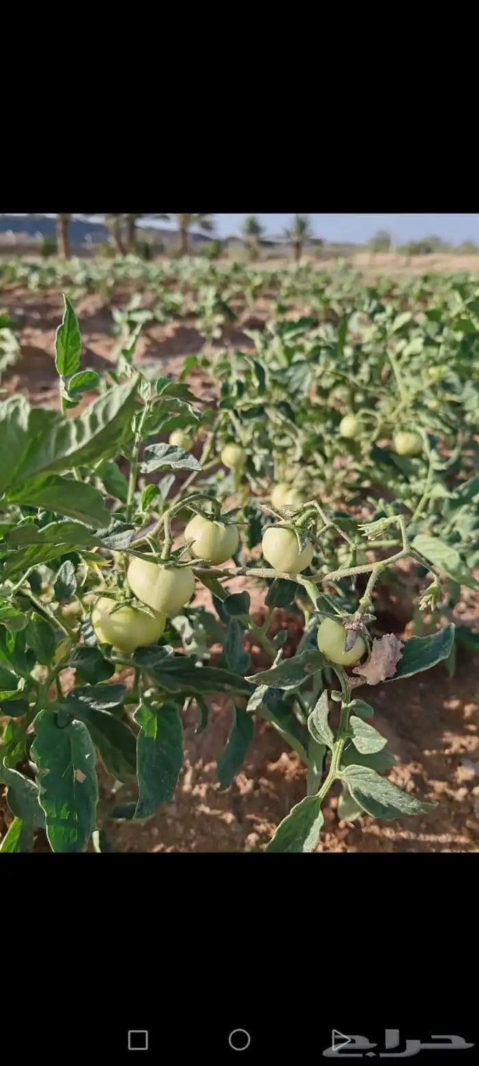 مزرعه للبيع بعشيره في مدينة الطايف 2