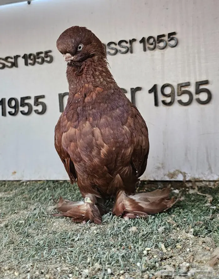 فرايد حمام زينه عرض مغري (( تم البيع )) 3