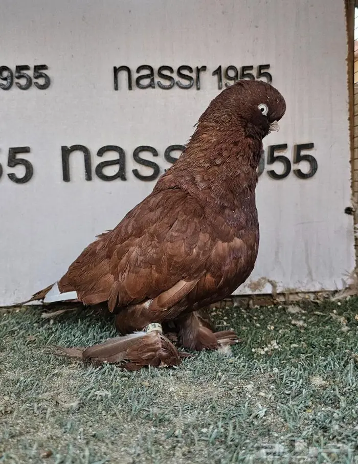 فرايد حمام زينه عرض مغري (( تم البيع )) 5