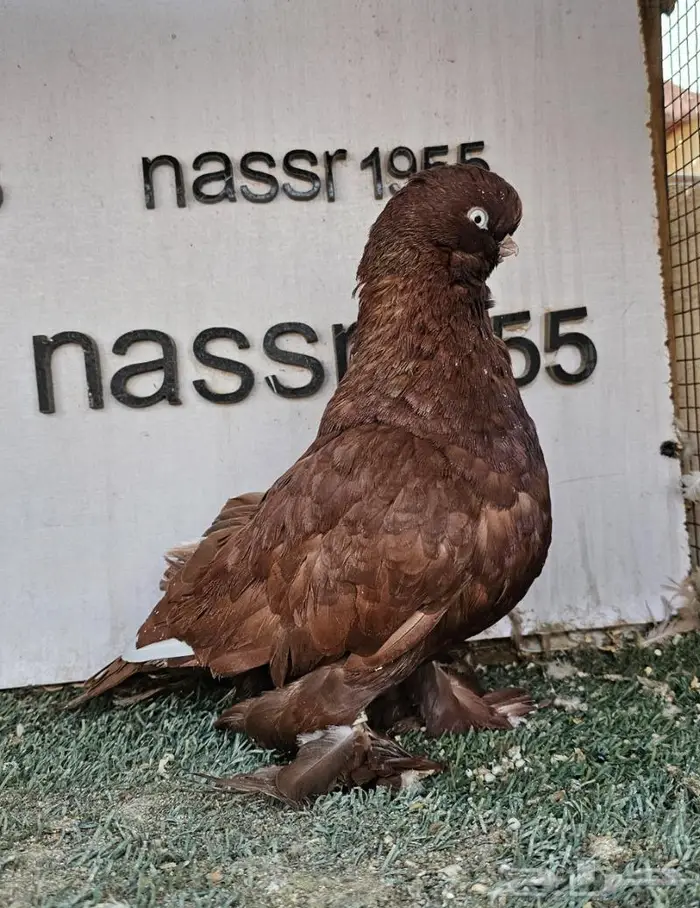 فرايد حمام زينه عرض مغري (( تم البيع )) 4