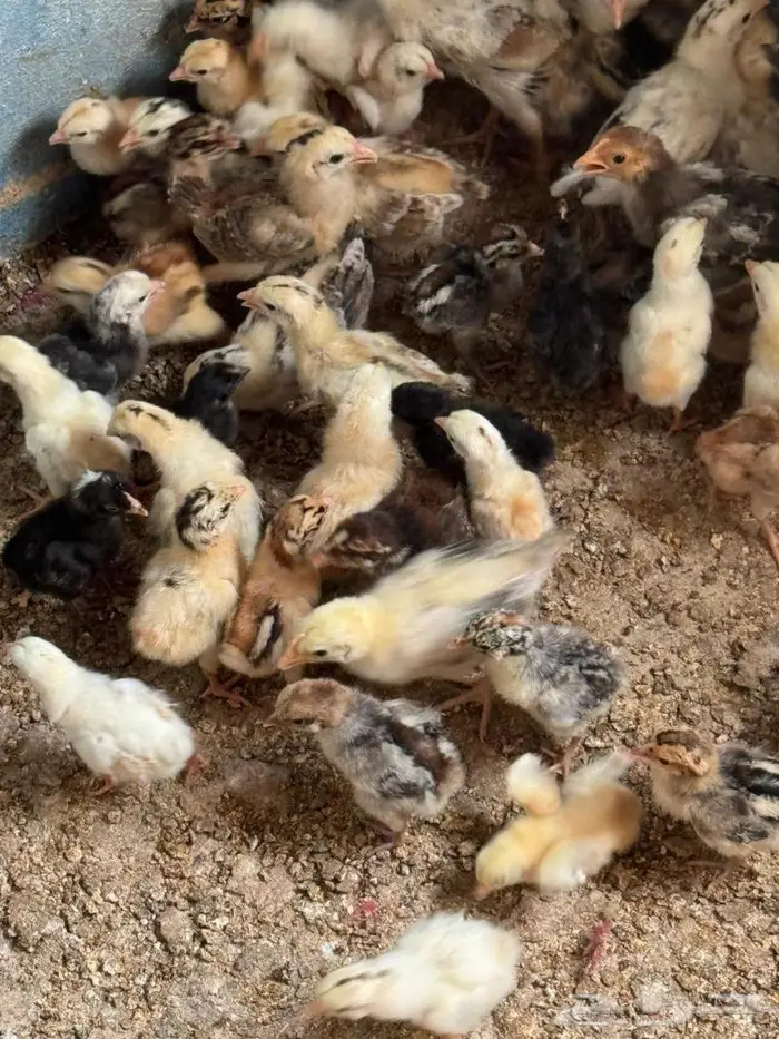 صوص بلدي وفيومي 0