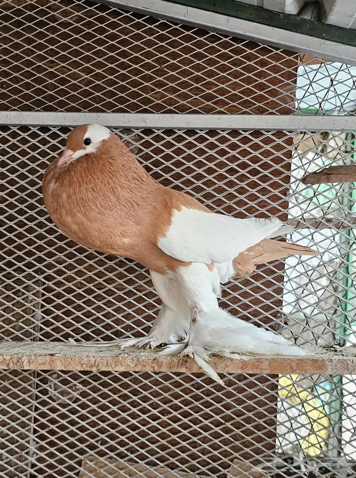 انثى نفاخ مسوبع مستوى (( تم البيع )) 7