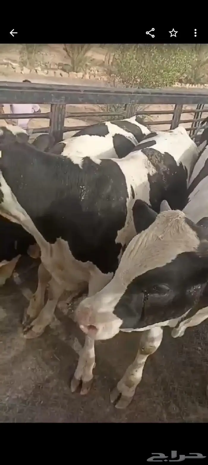 عجول بتلو للبيع 2