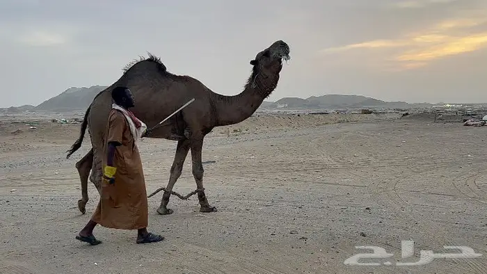 بعير باكستاني مشروط بعير كفو 5