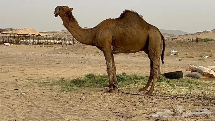 بعير باكستاني مشروط بعير كفو 10