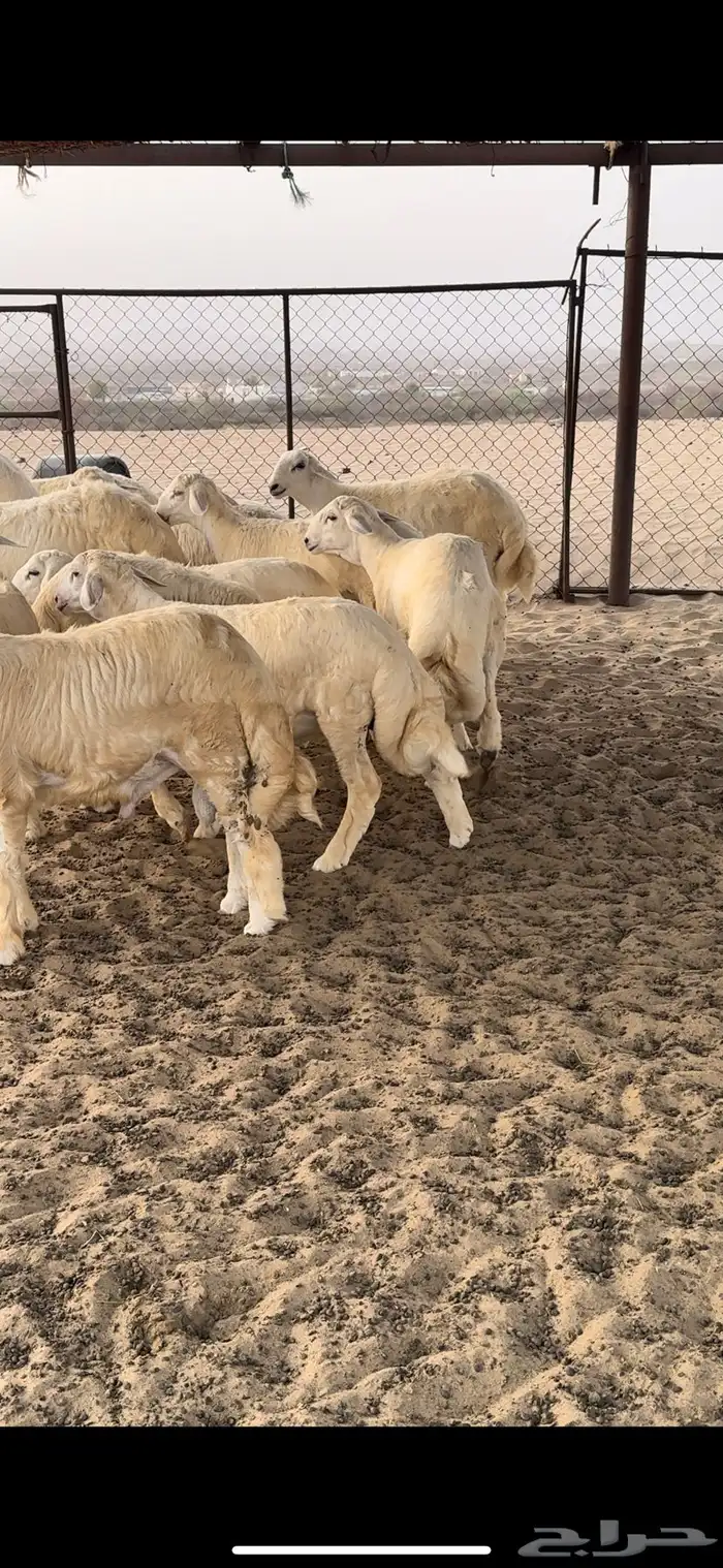 طليان للبيع 1