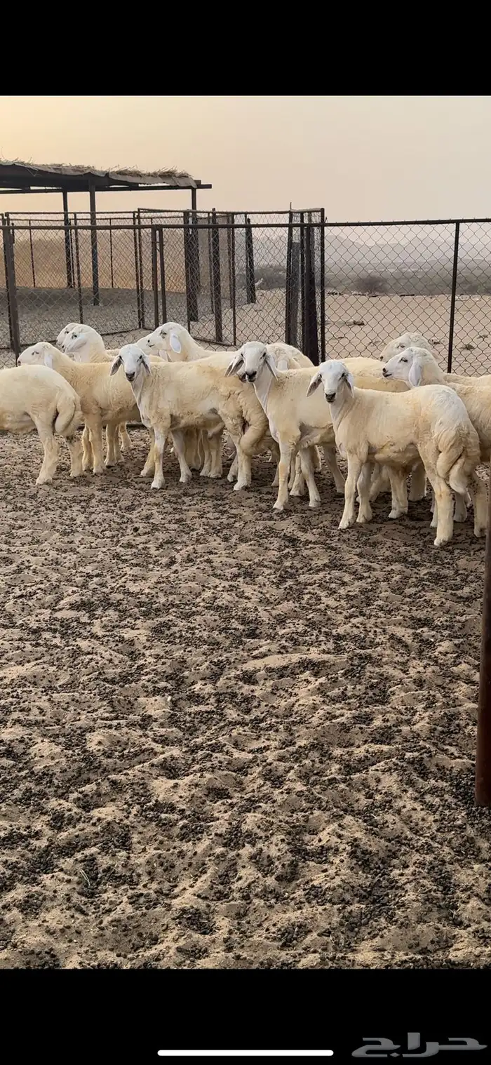 طليان للبيع 2