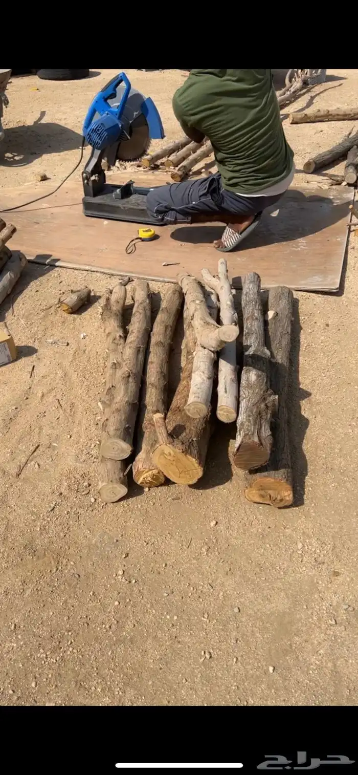 مجاثم ببغاء مجثم طبيعي للانتاج 10