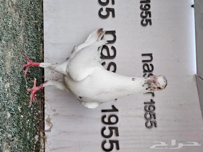 فرايد حمام زينه عرض مغري (( تم البيع )) 12